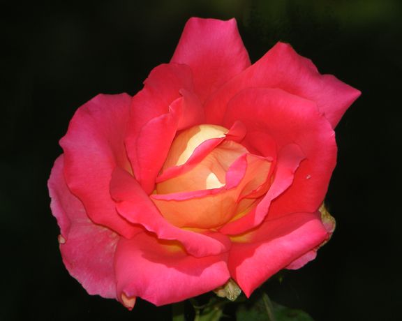 Trump Card photo tc2012_07310052.jpg